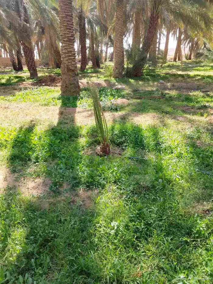 جميع انواع النخل 0