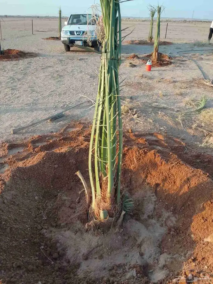 نخل القصيم نخلوطيب ومثمر على هذا الرقم 3