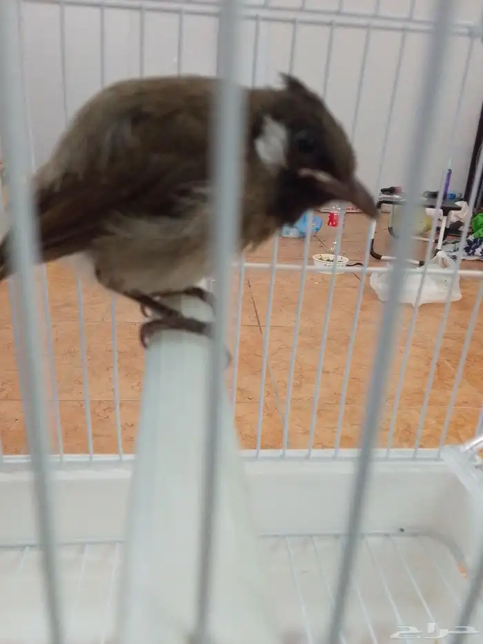 بلبل هملايا للبيع فاخر من الاخر 0