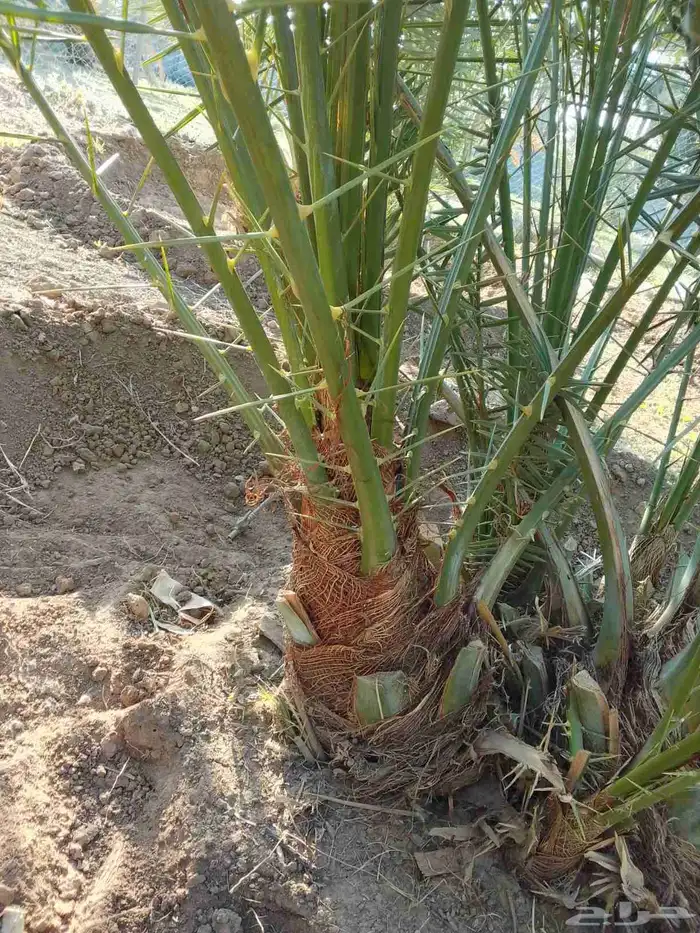 فسائل للبيع خلاص برحي شيشي مجدول رشودي 1