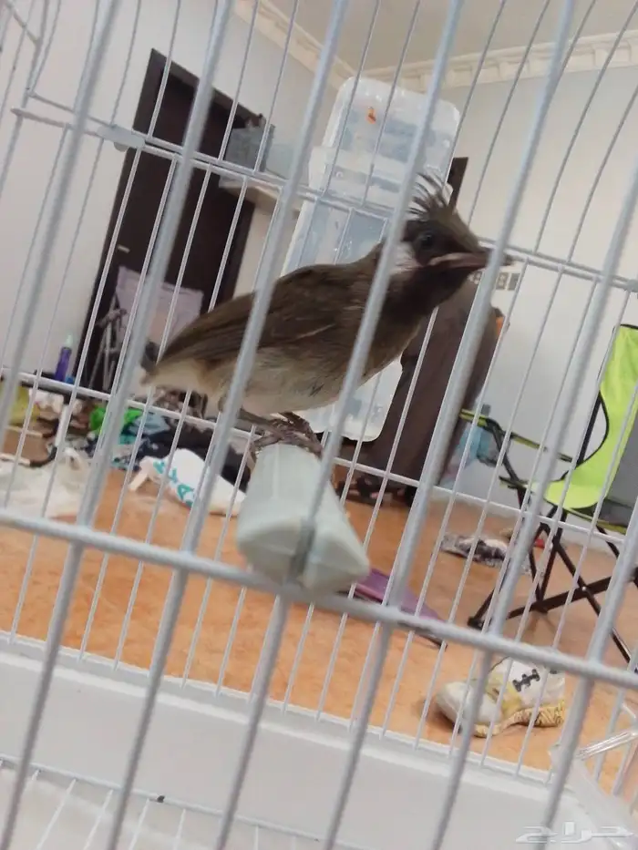 بلبل هملايا للبيع فاخر من الاخر 1