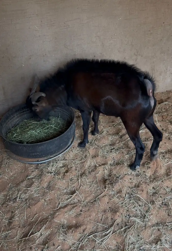 تبس جنوبي للبيع 0