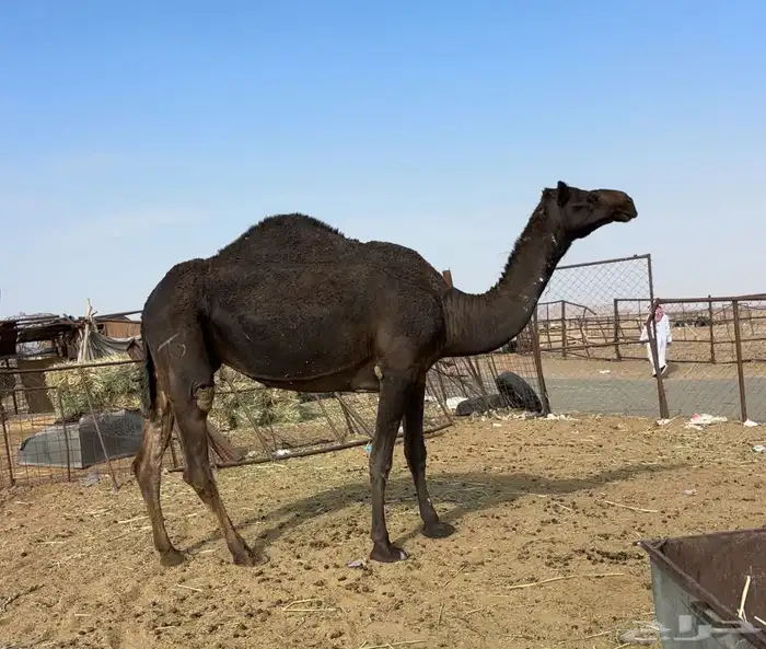 ضروبه ملحاء طيبه 1