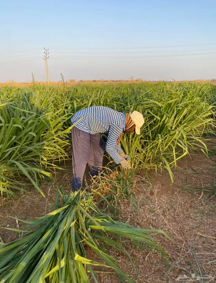 اعلاف علف وشتلات بونيكام اسباني 4