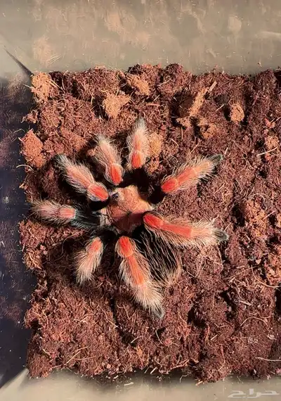 عنكبوت مكسيكان ترانتولا index