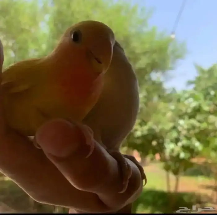 طير روز لاتينو اليف جدا هدد داخلي وخارجي عيون حمرا 8