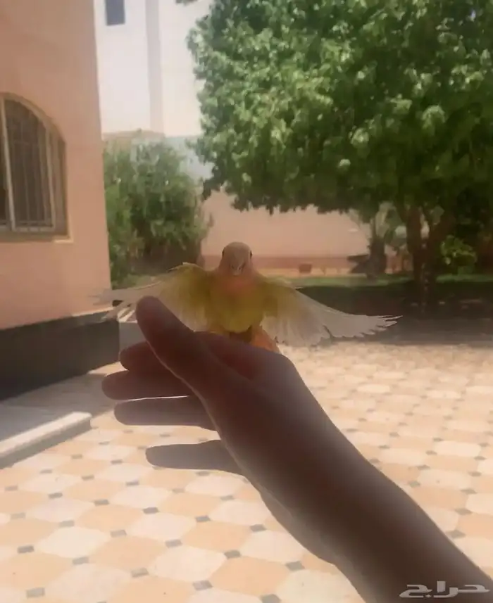 طير روز لاتينو اليف جدا هدد داخلي وخارجي عيون حمرا 2