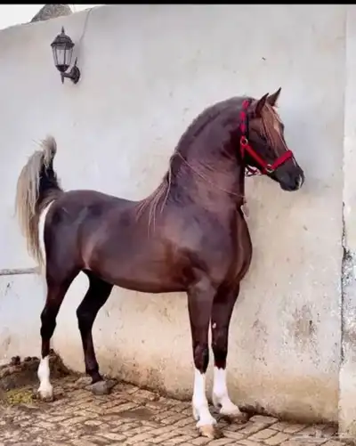 ايواء خيل 900  عرض اول مربط دوام 24ساعه عمال ومدربين index