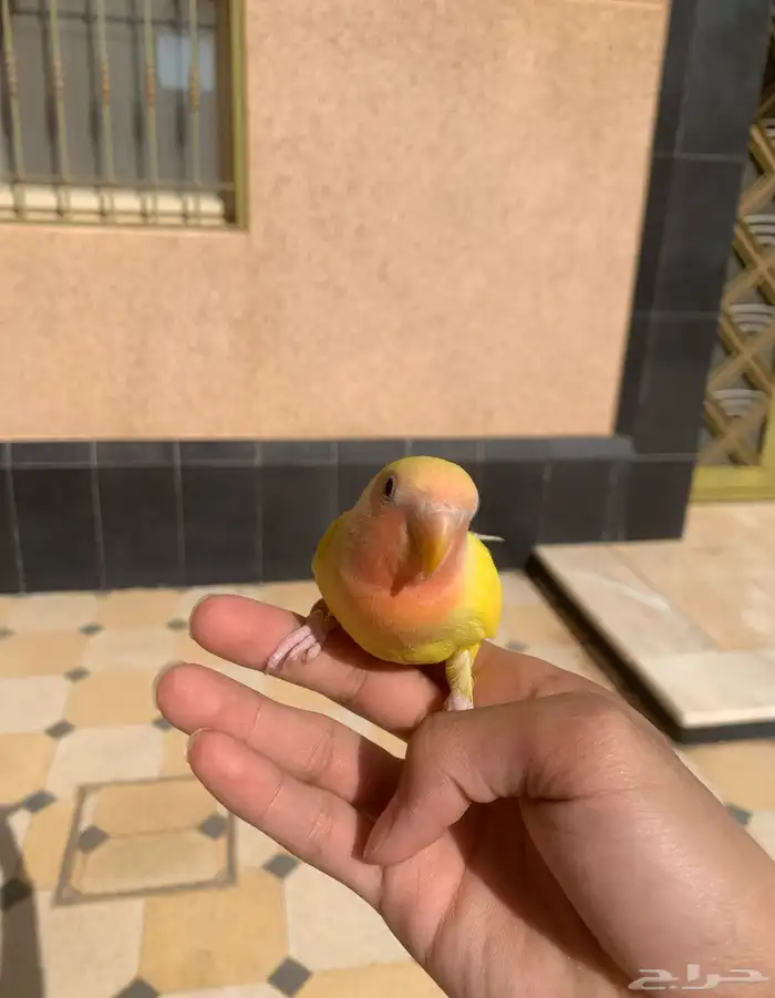 طير روز لاتينو اليف جدا هدد داخلي وخارجي عيون حمرا 0