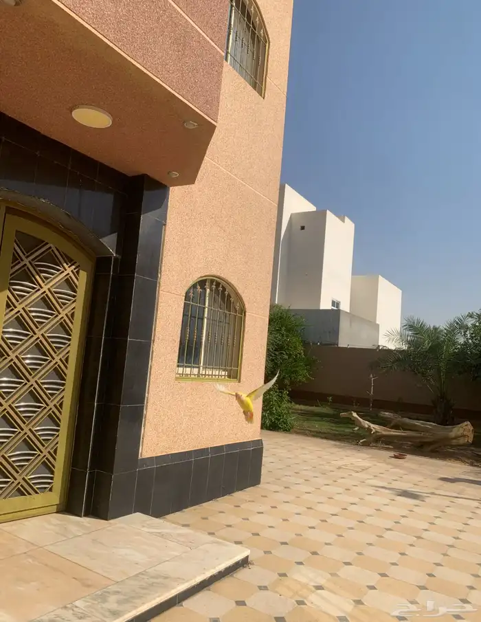 طير روز لاتينو اليف جدا هدد داخلي وخارجي عيون حمرا 3