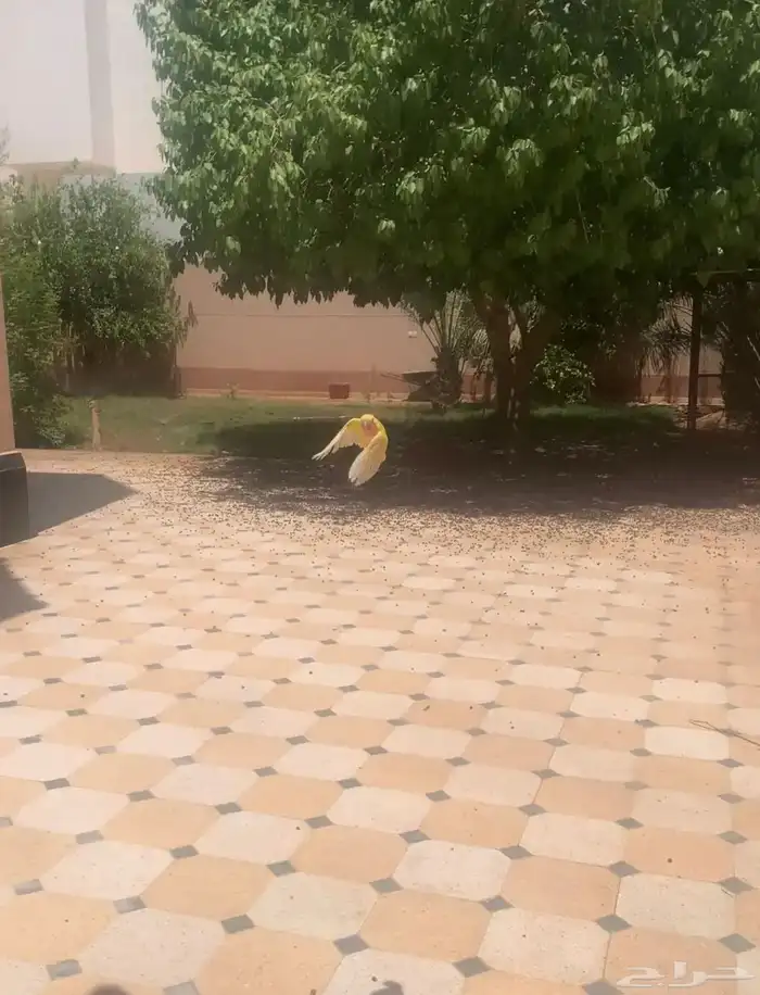 طير روز لاتينو اليف جدا هدد داخلي وخارجي عيون حمرا 6