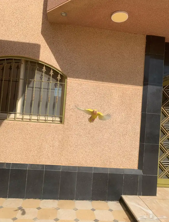 طير روز لاتينو اليف جدا هدد داخلي وخارجي عيون حمرا 4