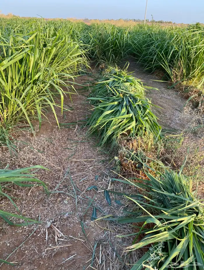 اعلاف علف وشتلات بونيكام اسباني 5