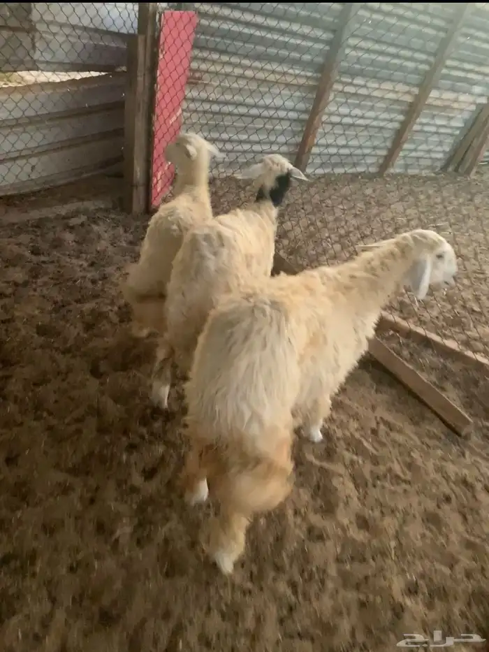 ثلاث رخال طيبات بالحيل 1