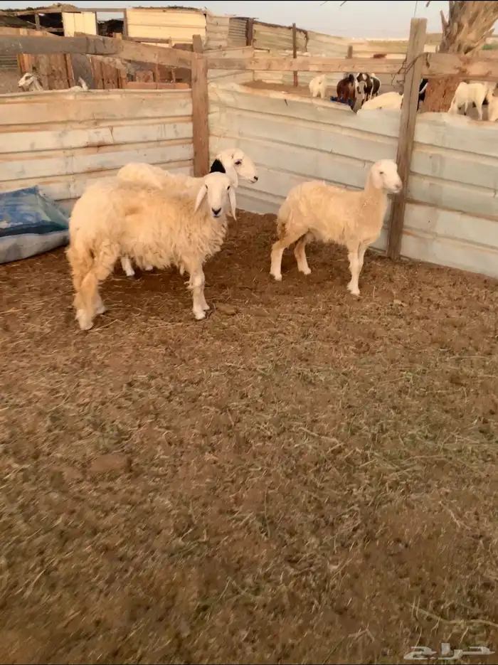 ثلاث رخال طيبات بالحيل 0