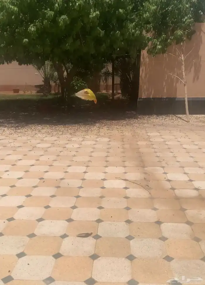 طير روز لاتينو اليف جدا هدد داخلي وخارجي عيون حمرا 5