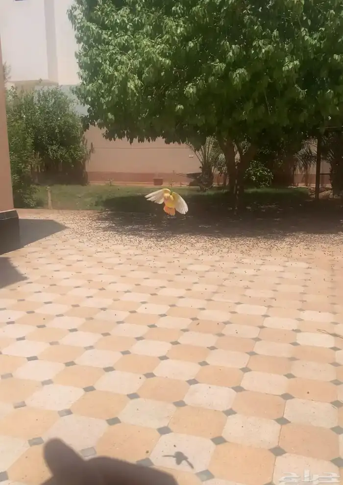 طير روز لاتينو اليف جدا هدد داخلي وخارجي عيون حمرا 7