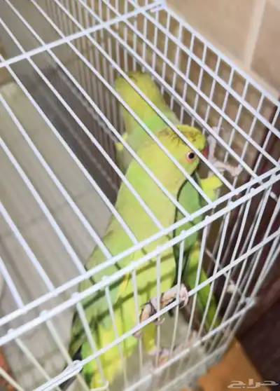 طيور دره هندية index