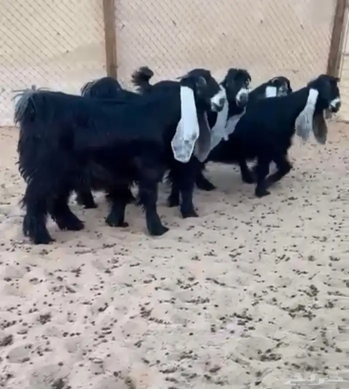 عرض بيع جذعات عوارض صنف 0