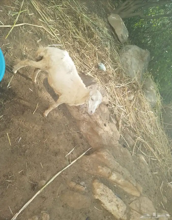 رخله للييع 0