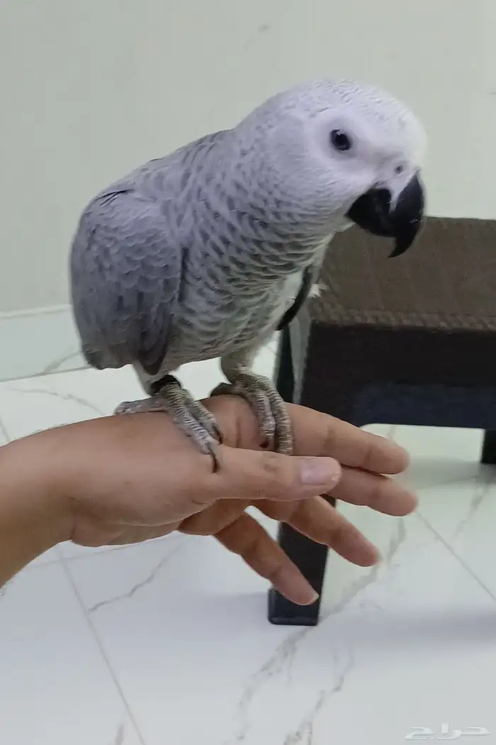 بغبغاء كاسكو محجل للبيع 7