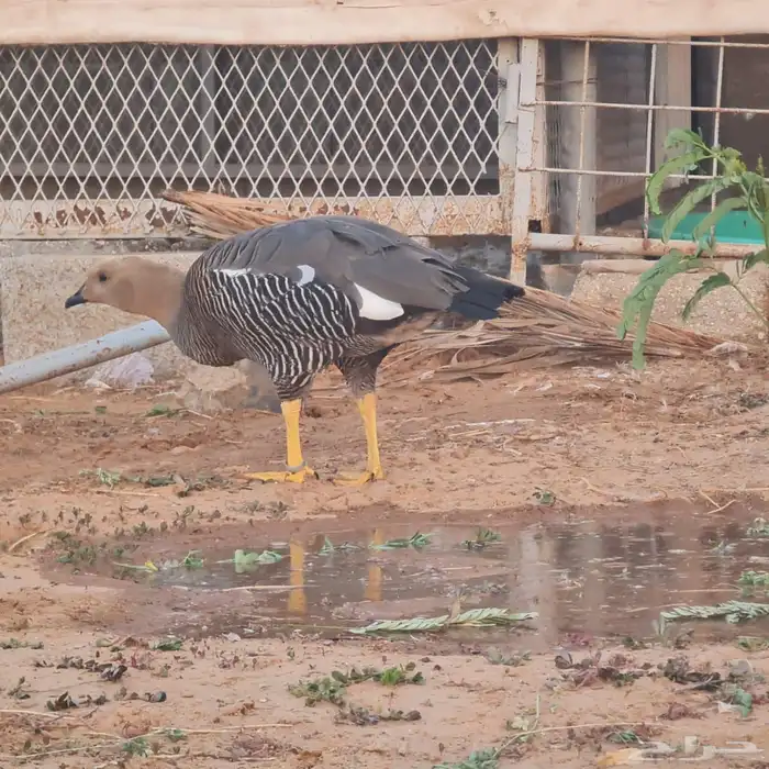 وز نوادر للبيع 2