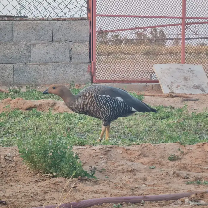 وز نوادر للبيع 5