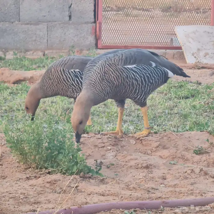 وز نوادر للبيع 1