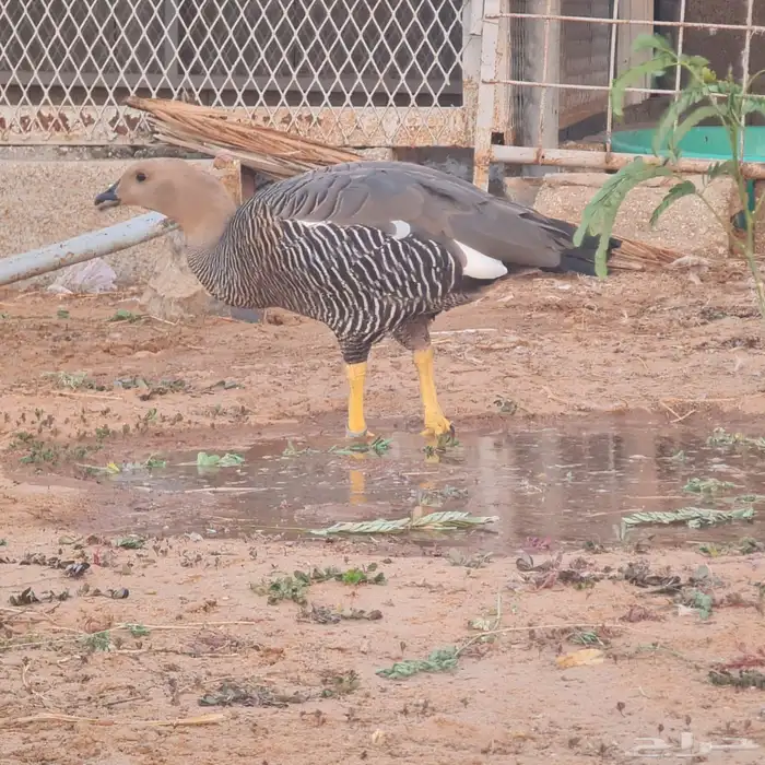 وز نوادر للبيع 3