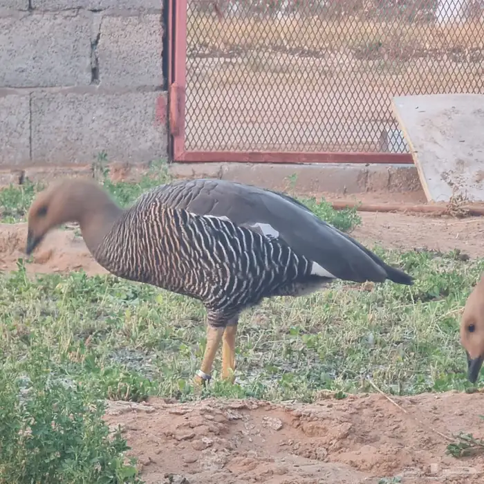 وز نوادر للبيع 4