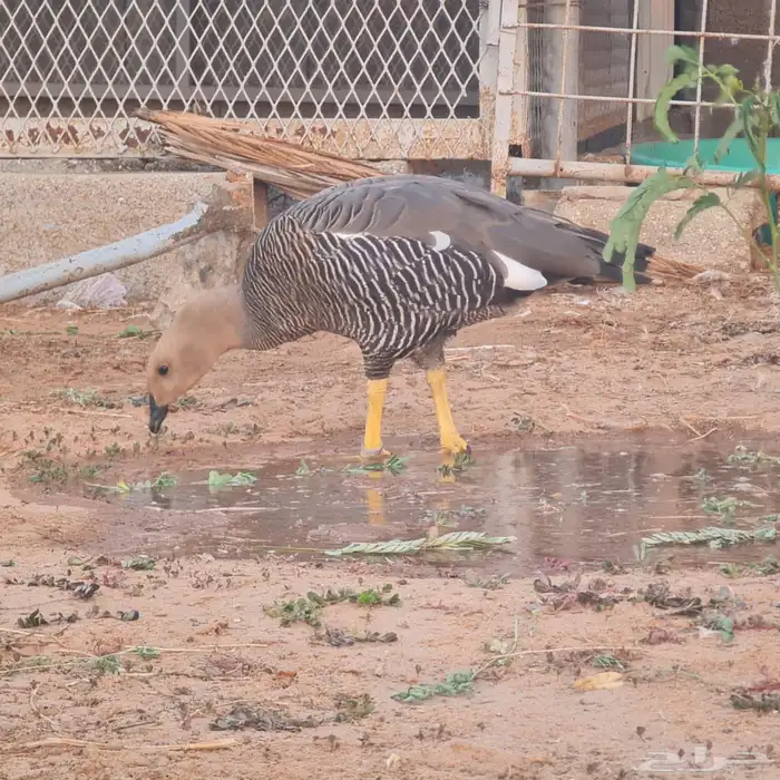 وز نوادر للبيع 0