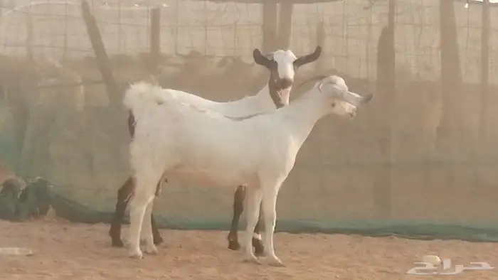 جفار بيشيات صنف كحل وبيض جفرات بيشية جنب 17