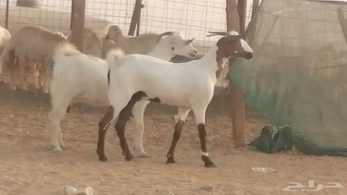 جفار بيشيات صنف كحل وبيض جفرات بيشية جنب 0