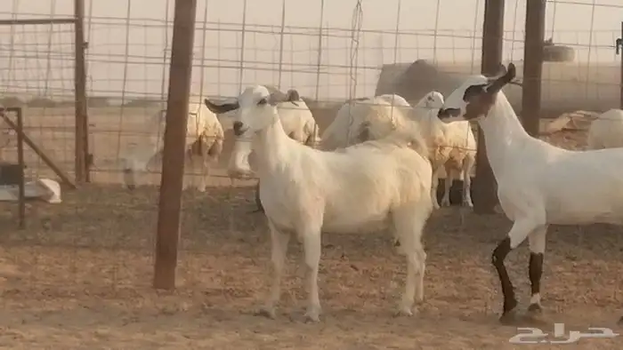 جفار بيشيات صنف كحل وبيض جفرات بيشية جنب 7