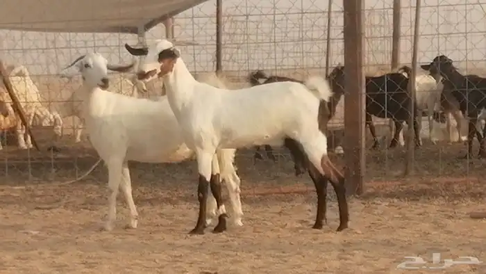 جفار بيشيات صنف كحل وبيض جفرات بيشية جنب 6