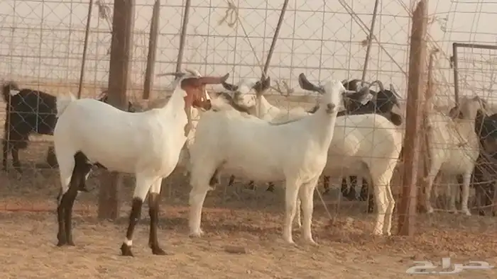 جفار بيشيات صنف كحل وبيض جفرات بيشية جنب 5