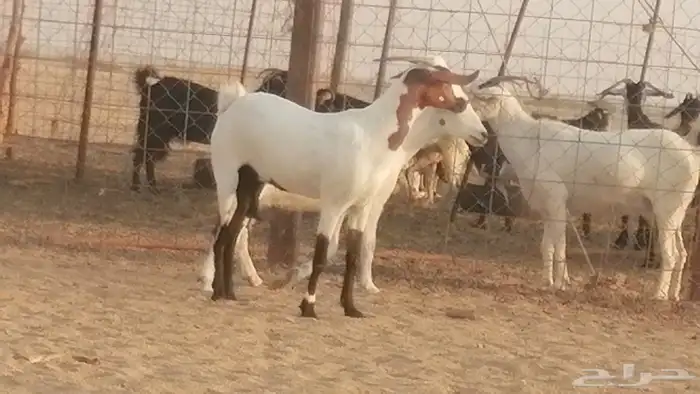 جفار بيشيات صنف كحل وبيض جفرات بيشية جنب 4