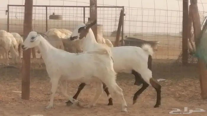 جفار بيشيات صنف كحل وبيض جفرات بيشية جنب 18