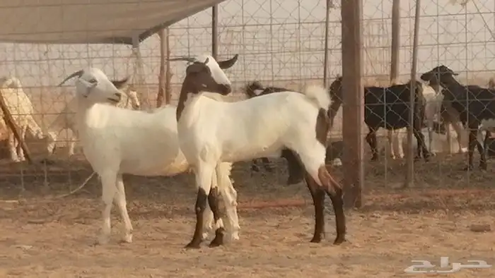 جفار بيشيات صنف كحل وبيض جفرات بيشية جنب 1