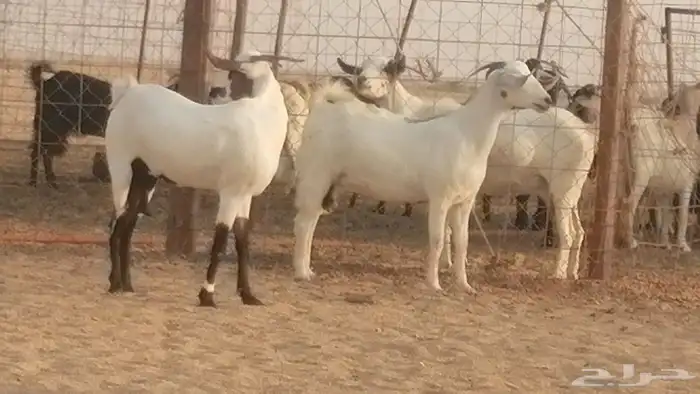 جفار بيشيات صنف كحل وبيض جفرات بيشية جنب 2