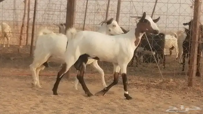 جفار بيشيات صنف كحل وبيض جفرات بيشية جنب 24