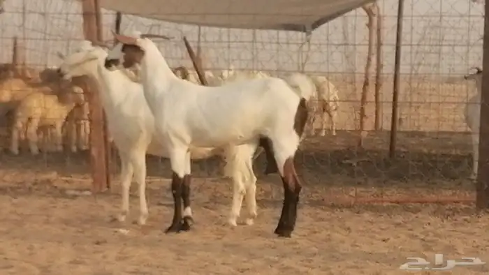 جفار بيشيات صنف كحل وبيض جفرات بيشية جنب 15