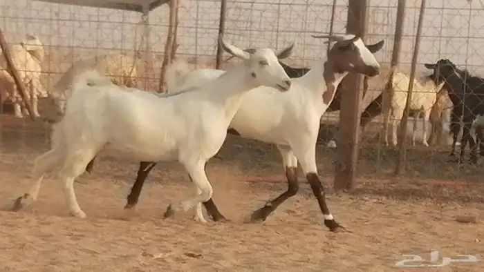 جفار بيشيات صنف كحل وبيض جفرات بيشية جنب 12