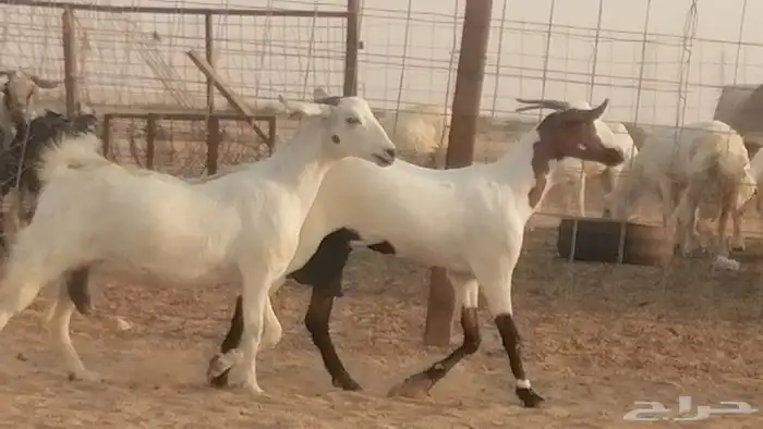 جفار بيشيات صنف كحل وبيض جفرات بيشية جنب 8