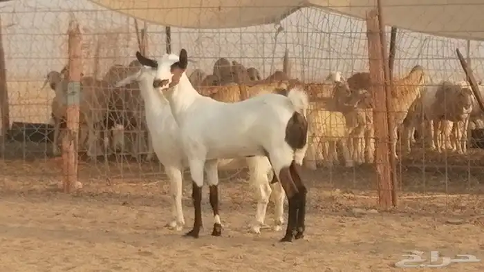 جفار بيشيات صنف كحل وبيض جفرات بيشية جنب 9