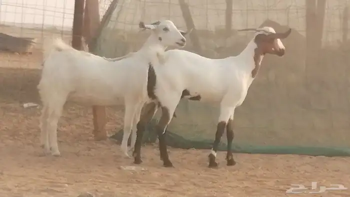 جفار بيشيات صنف كحل وبيض جفرات بيشية جنب 26