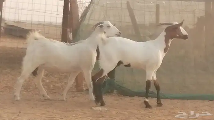 جفار بيشيات صنف كحل وبيض جفرات بيشية جنب 21