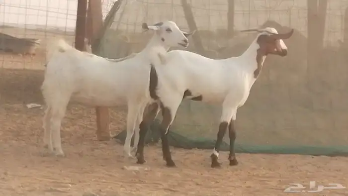 جفار بيشيات صنف كحل وبيض جفرات بيشية جنب 19