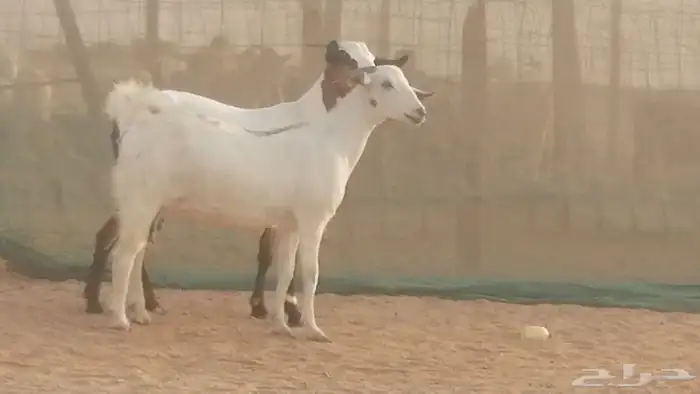 جفار بيشيات صنف كحل وبيض جفرات بيشية جنب 14