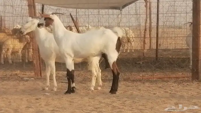 جفار بيشيات صنف كحل وبيض جفرات بيشية جنب 22